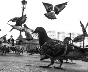 Bird Removal - New York City - Joe's Pest Control