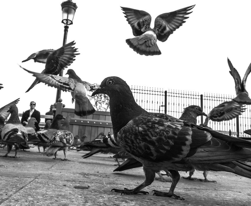 Bird Removal - New York City - Joe